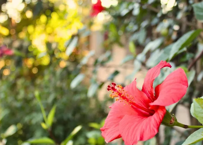 Corse Et Montagne 别墅 *